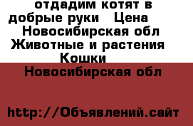 отдадим котят в добрые руки › Цена ­ 1 - Новосибирская обл. Животные и растения » Кошки   . Новосибирская обл.